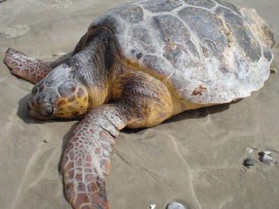 Νεκρή χελώνα καρέτα-καρέτα στα αλβανικά παράλια